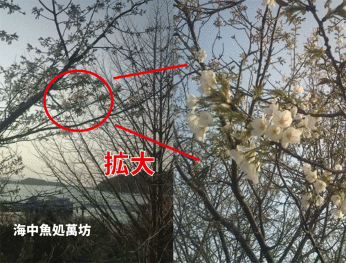 桜開花画像
