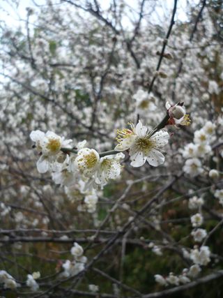 ume2