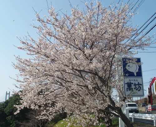 桜満開