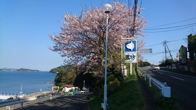 萬坊桜