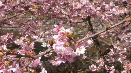 河津桜